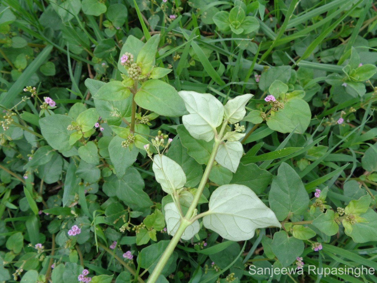 Boerhavia diffusa L.